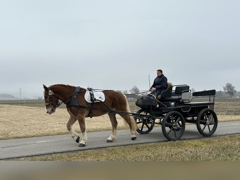 Noriker Gelding 5 years 15,3 hh Chestnut-Red in Riedlingen