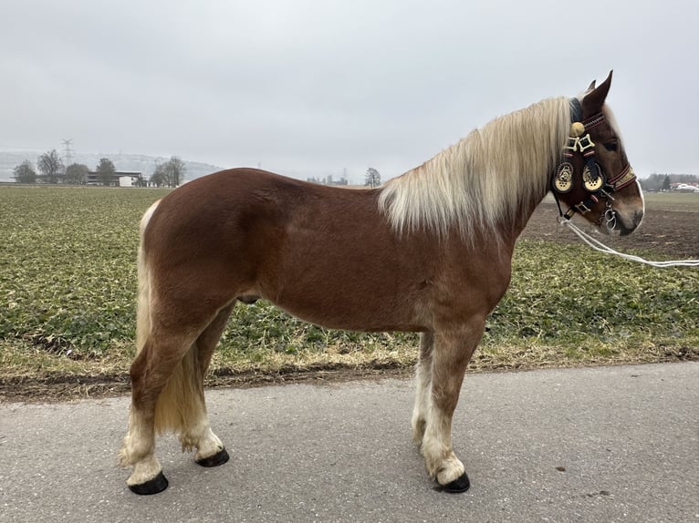 Noriker Gelding 5 years 15,3 hh Chestnut-Red in Riedlingen