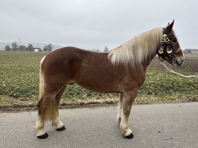 Noriker Gelding 5 years 15,3 hh Chestnut-Red in Riedlingen