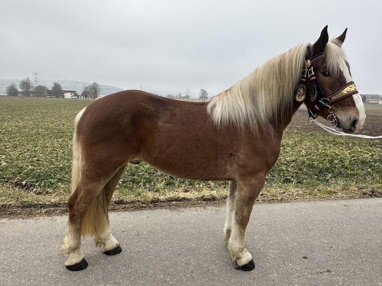 Noriker Gelding 5 years 15,3 hh Chestnut-Red in Riedlingen