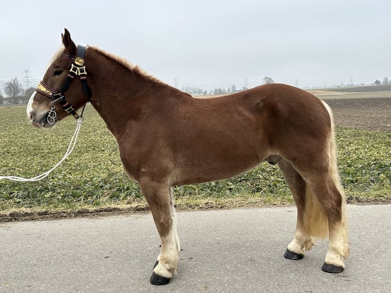 Noriker Gelding 5 years 15,3 hh Chestnut-Red in Riedlingen