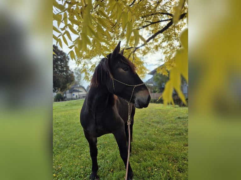 Noriker Gelding 5 years 15,2 hh Bay-Dark in Thalgau