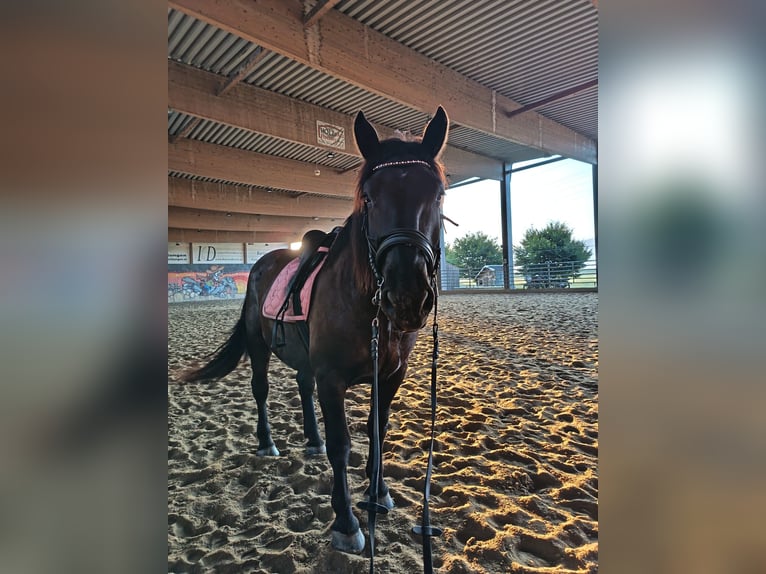 Noriker Gelding 5 years 16.1 hh Black in Hard