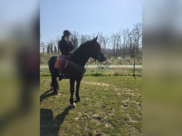 Noriker Gelding 5 years 16.1 hh Black in Warendorf