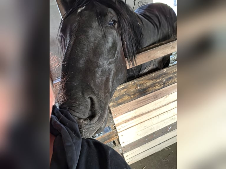 Noriker Gelding 5 years 16.1 hh Black in Warendorf