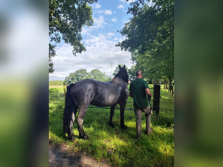 Noriker Gelding 5 years 16,1 hh Gray-Blue-Tan in Wedel