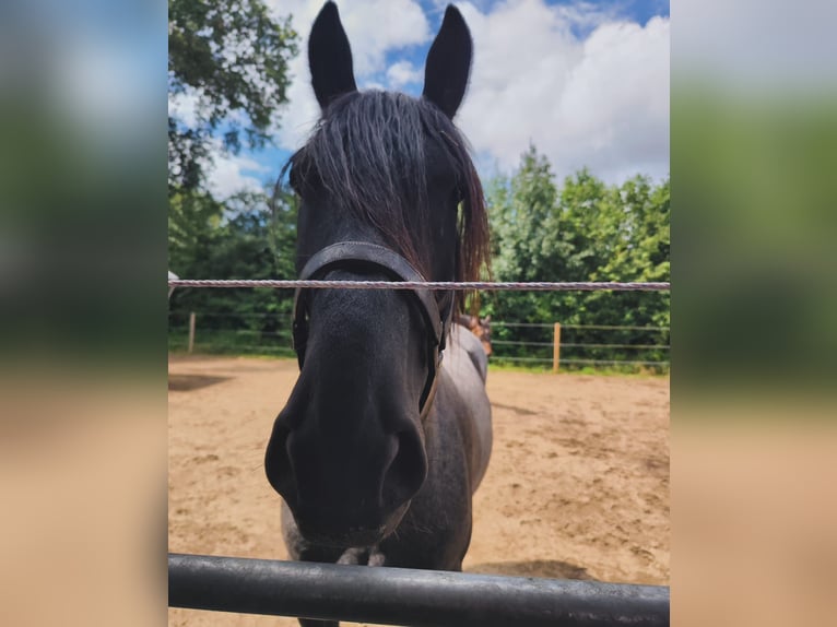 Noriker Gelding 5 years 16,1 hh Gray-Blue-Tan in Wedel