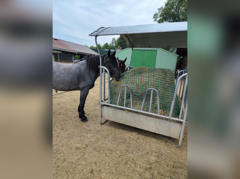 Noriker Gelding 5 years 16,1 hh Gray-Blue-Tan in Wedel