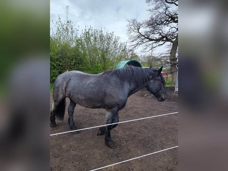 Noriker Gelding 5 years 16,1 hh Gray-Blue-Tan in Wedel