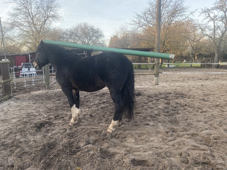 Noriker Gelding 5 years 16,2 hh in MeerbuschMeerbusch