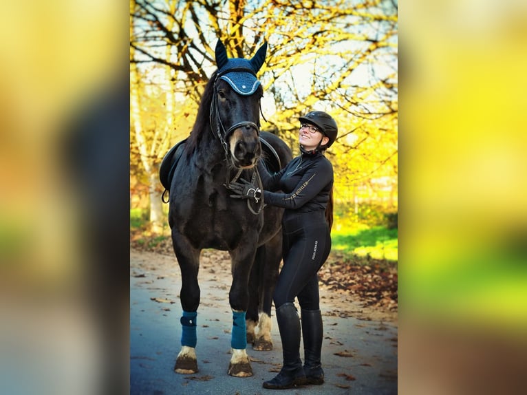 Noriker Gelding 5 years 16,2 hh in MeerbuschMeerbusch