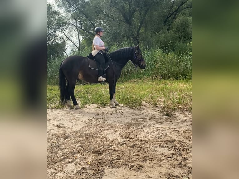 Noriker Gelding 5 years 16,2 hh in MeerbuschMeerbusch