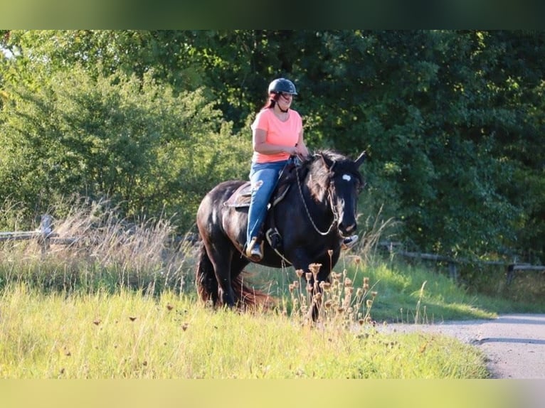 Noriker Gelding 5 years 16 hh Black in Oberrot