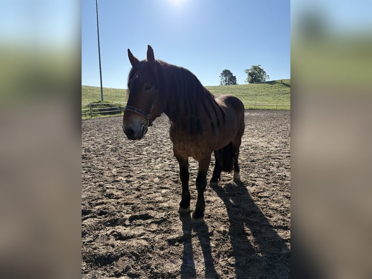 Noriker Gelding 5 years 16 hh Brown in KemptenKempten