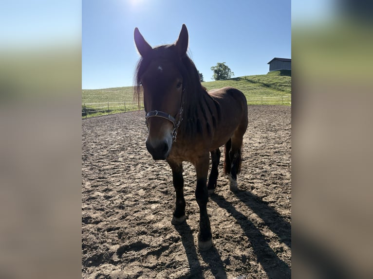Noriker Gelding 5 years 16 hh Brown in KemptenKempten