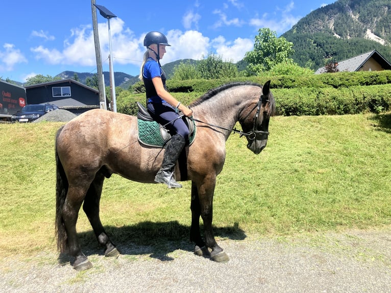 Noriker Gelding 5 years 16 hh Grey-Blue-Tan in N&#xF6;tsch