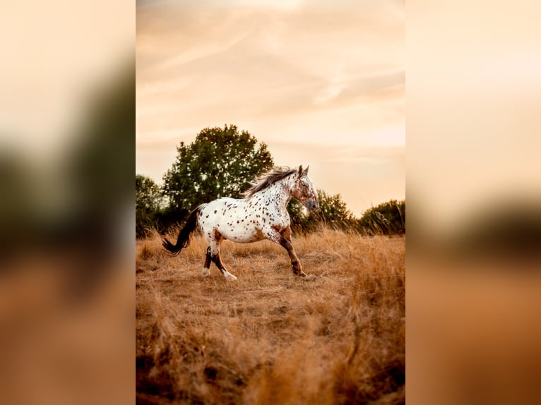 Noriker Gelding 5 years 16 hh Leopard-Piebald in Bad CambergBad Camberg