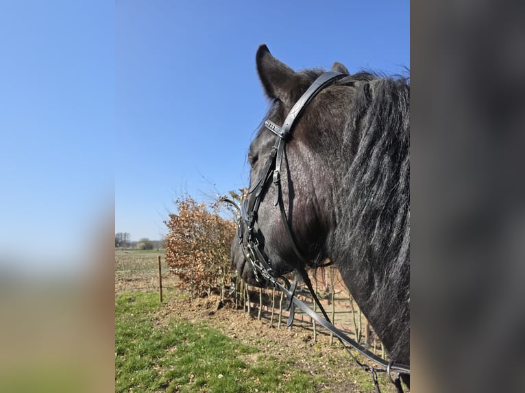 Noriker Gelding 5 years 16,1 hh Black in Beckum
