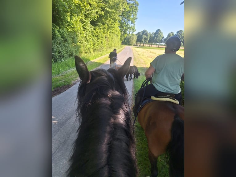 Noriker Gelding 5 years 16,1 hh Black in Beckum