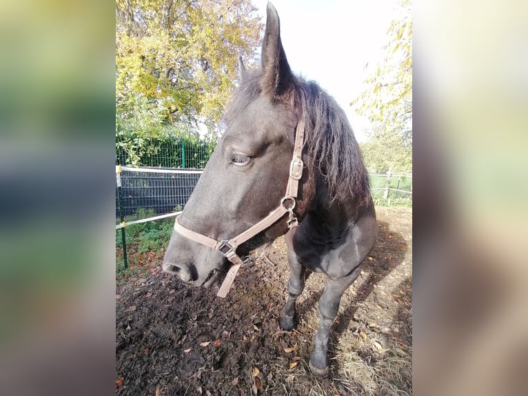 Noriker Gelding 5 years 16,2 hh Black in Titz