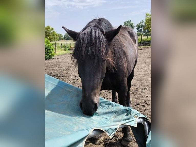 Noriker Gelding 5 years 17 hh Bay-Dark in Markt Indersdorf