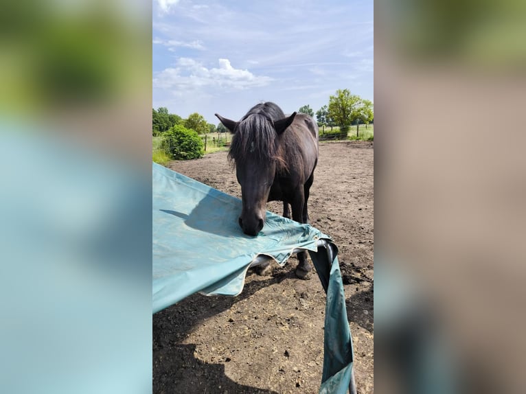 Noriker Gelding 5 years 17 hh Black in Markt Indersdorf
