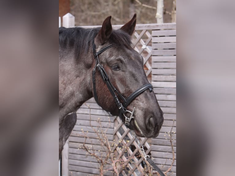 Noriker Gelding 5 years 17 hh Roan-Blue in Safenwil