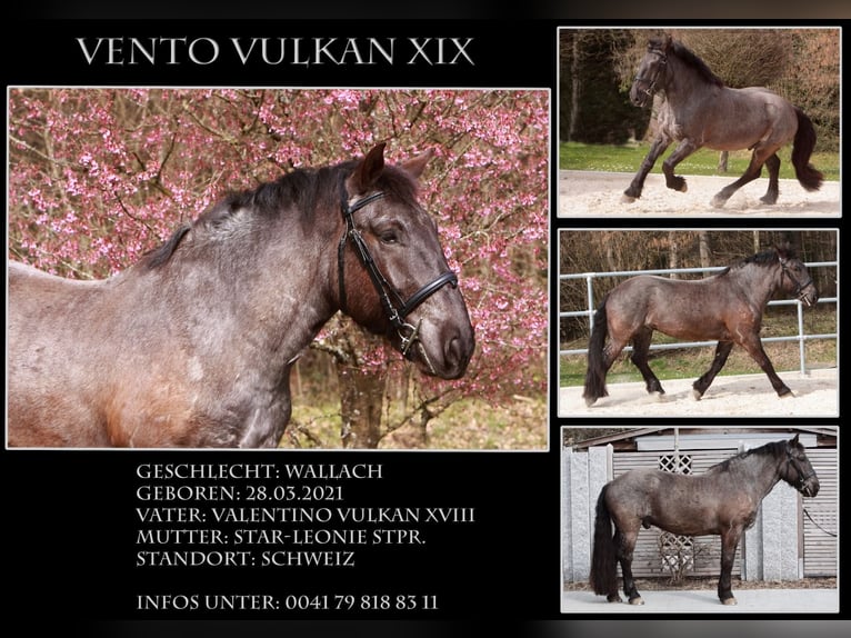 Noriker Gelding 5 years 17 hh Roan-Blue in Safenwil