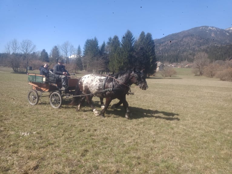 Noriker Gelding 5 years Leopard-Piebald in St. Daniel