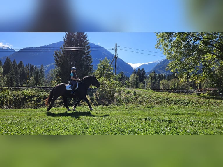 Noriker Gelding 5 years Leopard-Piebald in St. Daniel