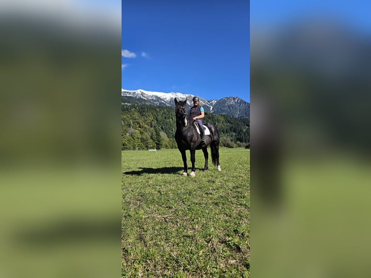 Noriker Gelding 5 years Leopard-Piebald in St. Daniel