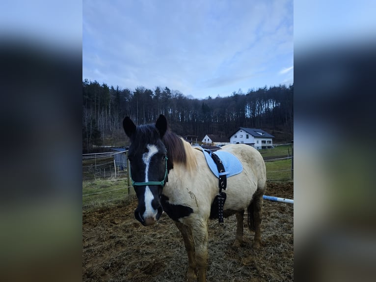 Noriker Mix Gelding 6 years 15.1 hh Pinto in Markt Hartmannsdorf