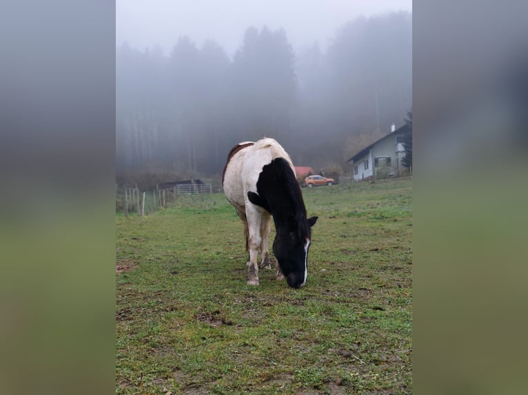 Noriker Mix Gelding 6 years 15.1 hh Pinto in Markt Hartmannsdorf