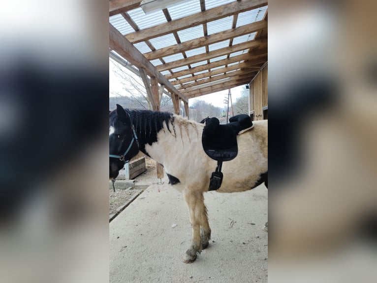 Noriker Mix Gelding 6 years 15.1 hh Pinto in Markt Hartmannsdorf