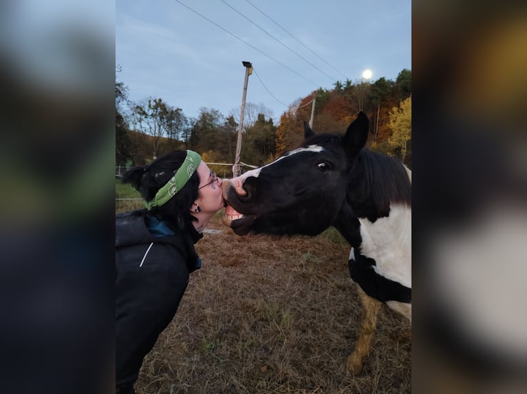 Noriker Mix Gelding 6 years 15.1 hh Pinto in Markt Hartmannsdorf