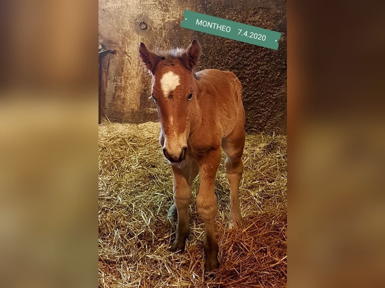 Noriker Gelding 6 years 15.3 hh  in Gangkofen
