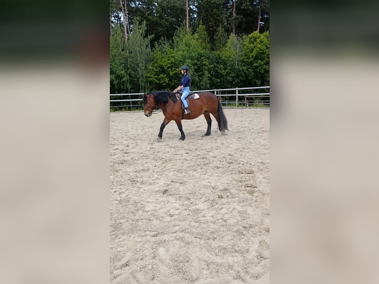 Noriker Gelding 6 years 15.3 hh  in Gangkofen
