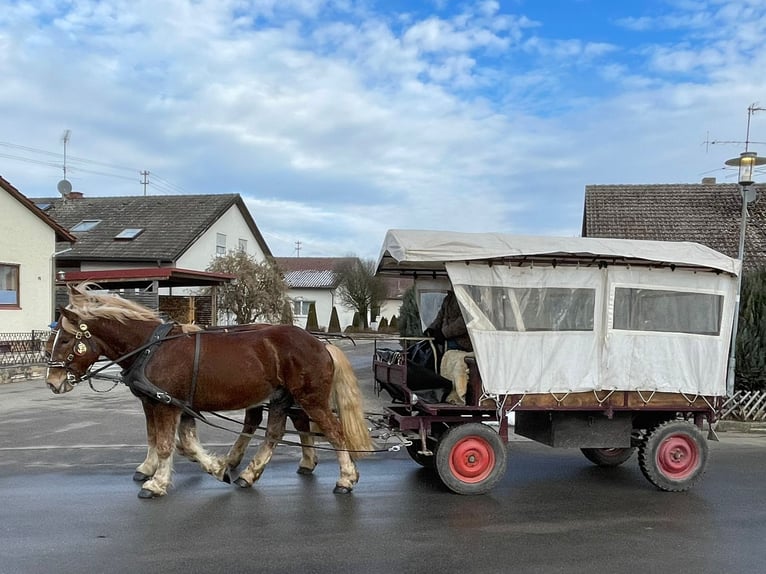 Noriker Gelding 6 years 15.3 hh Chestnut-Red in Obertilliach