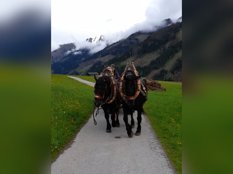 Noriker Gelding 6 years 15.3 hh  in Obertilliach