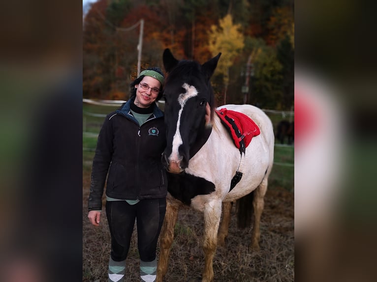 Noriker Mix Gelding 6 years 15,1 hh Pinto in Markt Hartmannsdorf