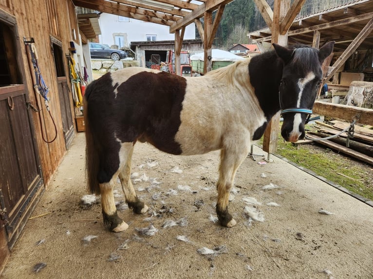 Noriker Mix Gelding 6 years 15,1 hh Pinto in Markt Hartmannsdorf