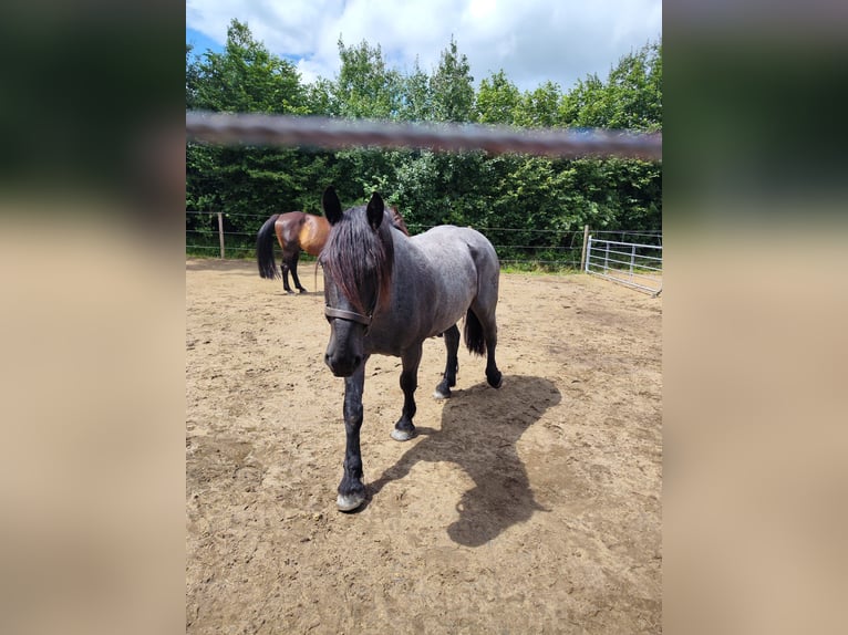 Noriker Gelding 6 years 16,1 hh Gray-Blue-Tan in Wedel