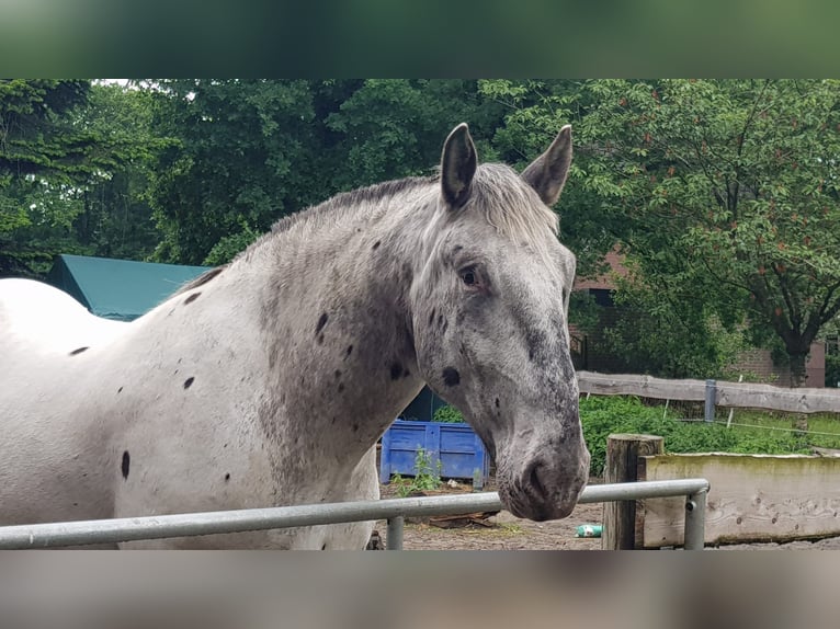 Noriker Gelding 6 years 16.1 hh Leopard-Piebald in Lintig