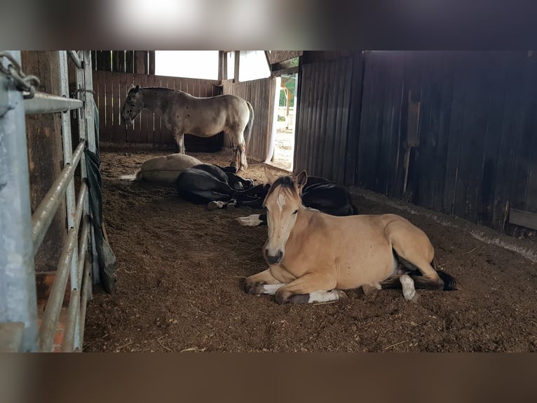 Noriker Gelding 6 years 16.1 hh Leopard-Piebald in Lintig