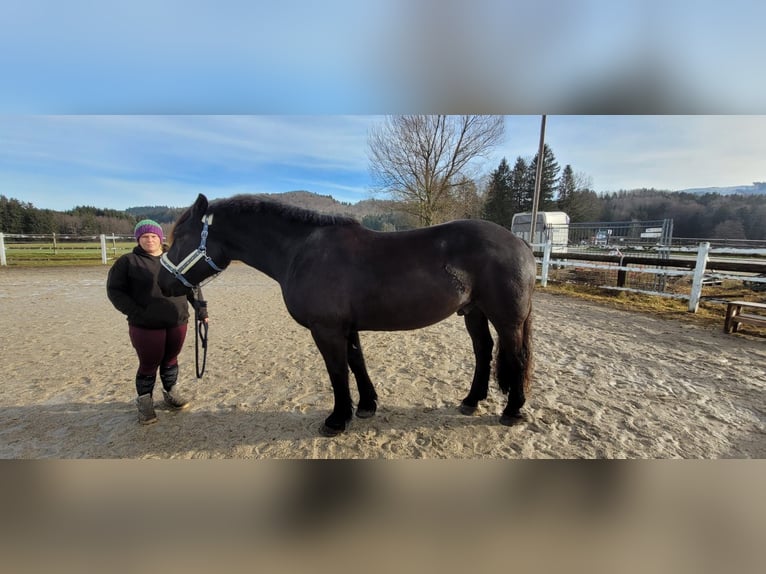 Noriker Gelding 6 years 16,2 hh Black in Neumarkt