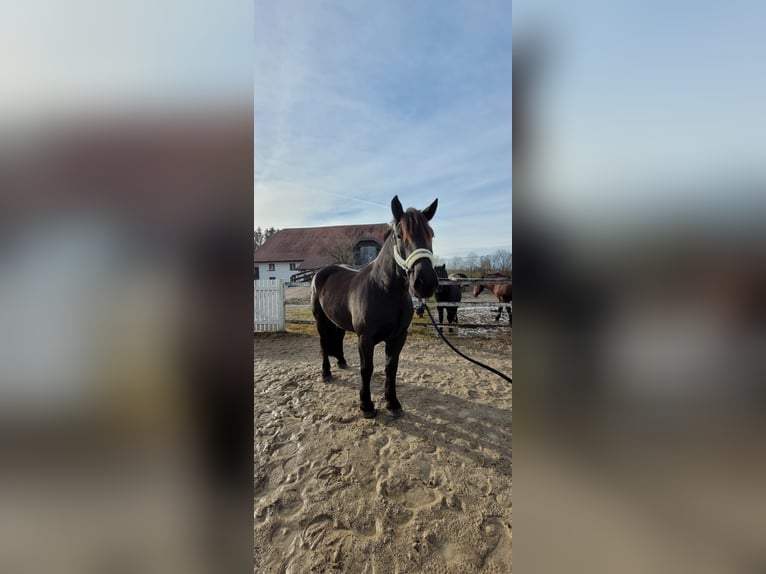 Noriker Gelding 6 years 16,2 hh Black in Neumarkt