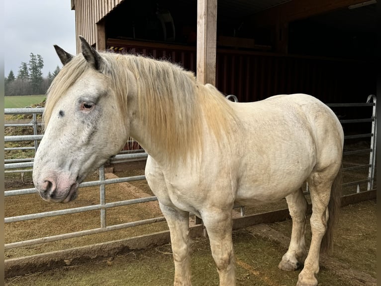 Noriker Gelding 6 years 16,2 hh Leopard-Piebald in Olmscheid