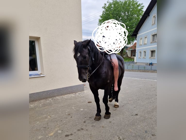 Noriker Gelding 6 years 16.3 hh Black in Obertilliach