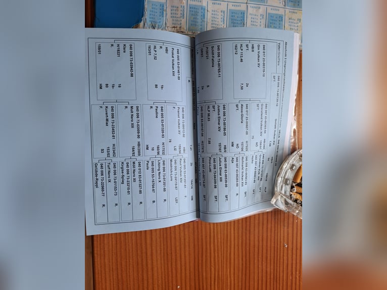 Noriker Gelding 6 years 16.3 hh Black in Obertilliach