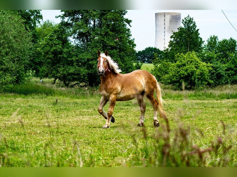 Noriker Gelding 6 years 16.3 hh Chestnut-Red in Wülfrath